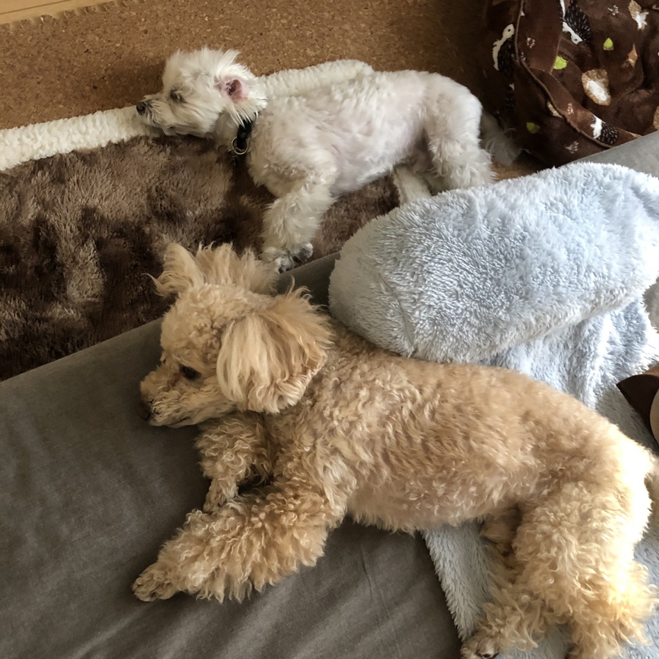 よなのカバー写真