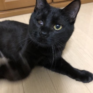 片目でも元気いっぱい！黒猫子猫クロちゃんです♬