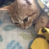 アヤエ