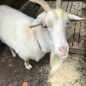 メスの雑種の山羊、元気です！