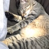 の写真
