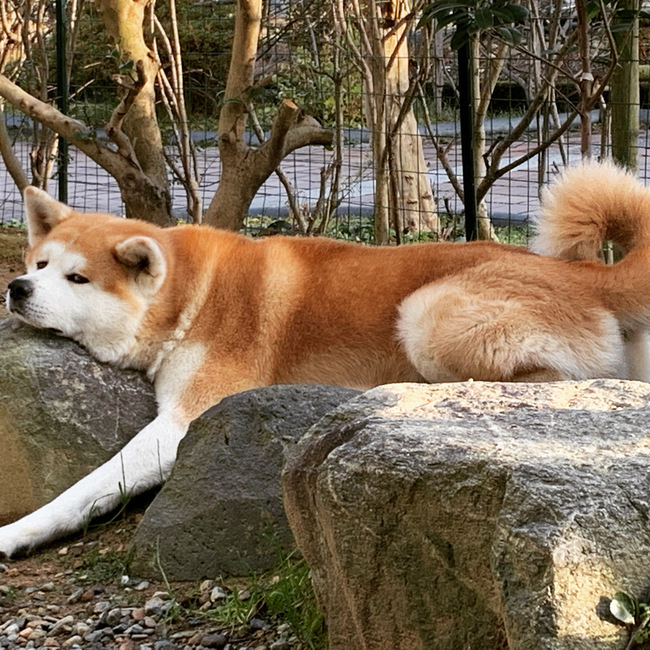 どりかものカバー写真