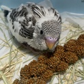 セキセイインコ雛三羽里親さん決まりました