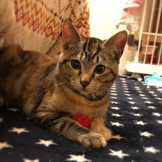 人懐こく甘えたさんのしきちゃん♡エイズキャリヤ