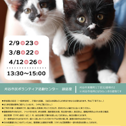 刈谷市で開催!!猫の譲渡会