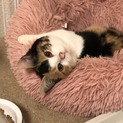 まだまだ子猫まつり参加ミケ子猫