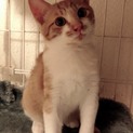 まだまだ子猫まつり参加茶白子猫