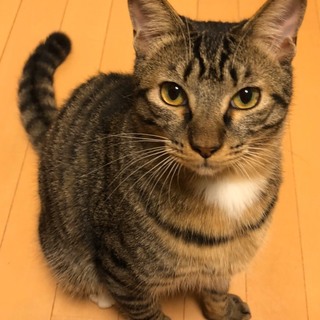 虐待地区からの保護。靴下を履いた子猫。