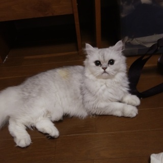 血統書付きのペルシャの女の子です。