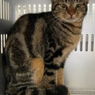 譲渡されました。