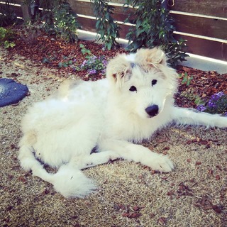 老犬 看取りの里親募集