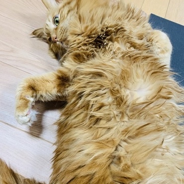 サッスー（Sassue）の写真