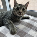 ありがとうございました！保護猫→飼い猫へ！