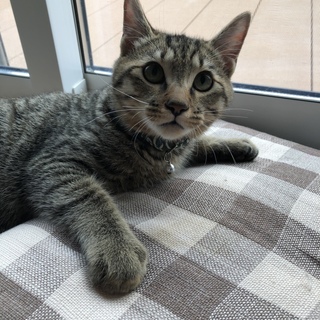 ありがとうございました！保護猫→飼い猫へ！