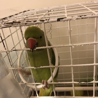 くうちゃん 一旦締め切ります。