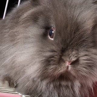 里親募集 （小動物 うさぎ）