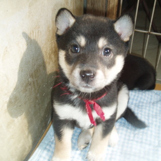 黒柴風の女の子たちです