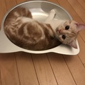 温厚甘えん坊さん♡育てやすい優しいお利口さんです