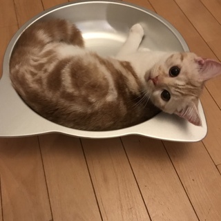 温厚甘えん坊さん♡育てやすい優しいお利口さんです