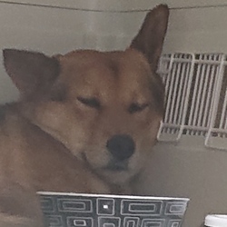 いびきをかいて寝るアグロ