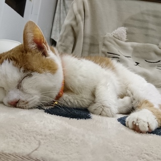 お膝大好きおばあちゃんにゃんこのなつめ