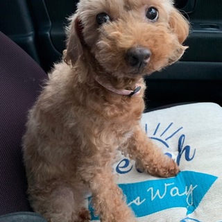 2度もご縁が白紙に・・・、性格の良いプードルちゃん