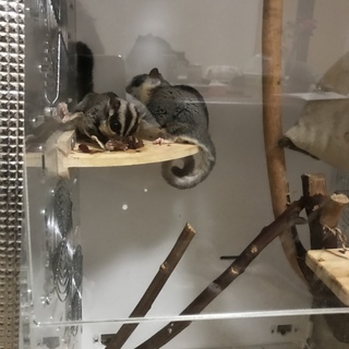 フクモモ里親募集