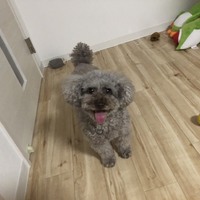 ウル