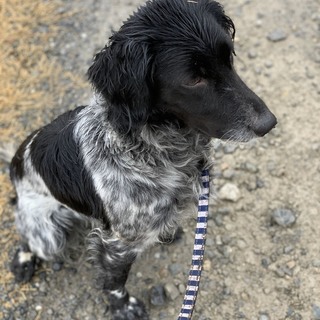 里親になっていただけませんか？