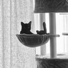 ふと見たらこのポーズ。ハンモック使いこなしている。