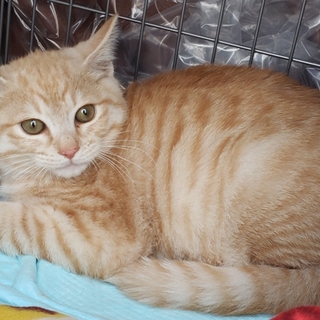 きれいな茶トラ柄イケメン」茨城県 - 猫の里親募集(299845 