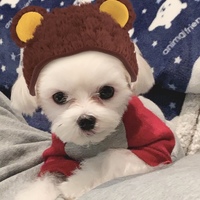 シュウ