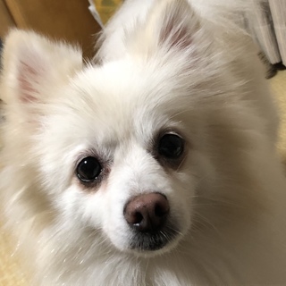 ポメラニアンの女の子里親様募集します