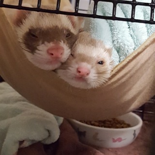 里親様決まりました