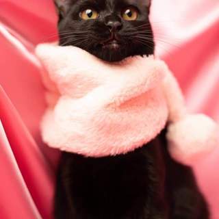 人馴れ抜群だけどマイペースなリボンちゃん