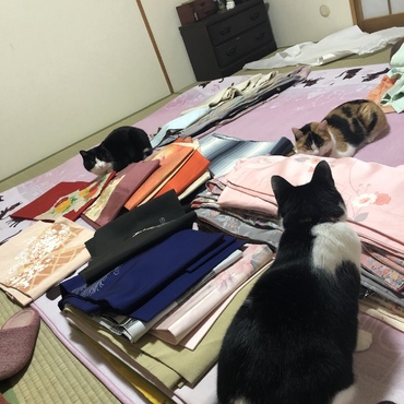 猫ってめっちゃ着物好きなんよね