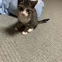 3ヶ月の子猫と2歳の母猫を一緒に飼ってもらいたい。