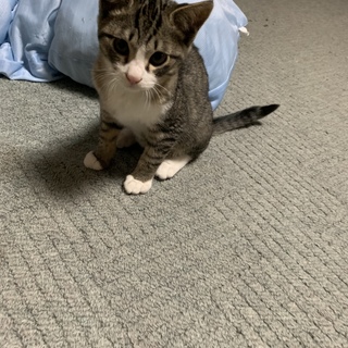 3ヶ月の子猫と2歳の母猫を一緒に飼ってもらいたい。