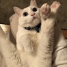 の写真