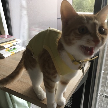 術後服が可愛い