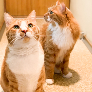 茶トラ（12歳♂）の兄弟猫の里親募集します。