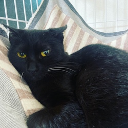 我が家の門をくぐる猫は一切の希望を捨てよ