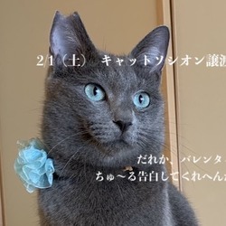 ＊子猫・中猫・成猫・譲渡会＊一時預かりボランティアさん募集説明会
