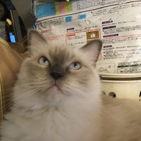 みるく