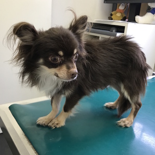 推定４-５歳　2.7kg　男の子