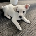 12月上旬生まれの子犬♀白