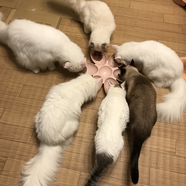 necorinのカバー写真