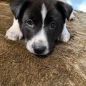 元気でお利口さん！優秀な子犬いくら君