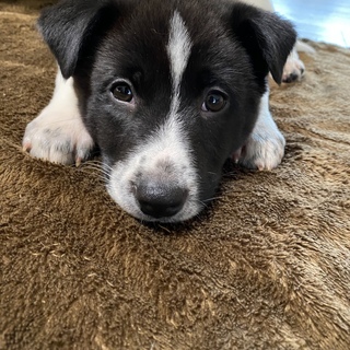 元気でお利口さん！優秀な子犬いくら君