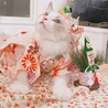 の写真